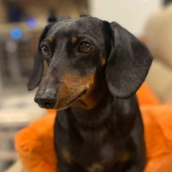 Meet your Posher, Melanie - Picture 1 of 1